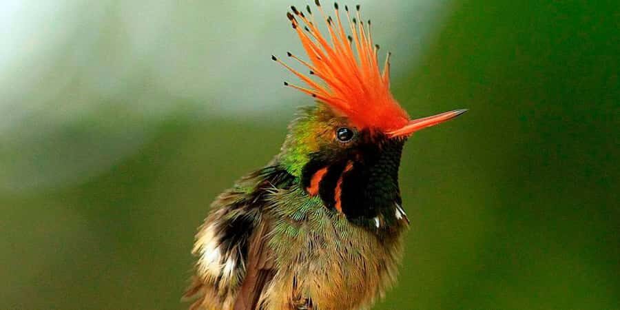 From Cusco: Manu National Park Tour & Accommodation 3 Days - Day 2 on the River: Alto Madre de Dios Boat Ride and Atalaya Viewpoints