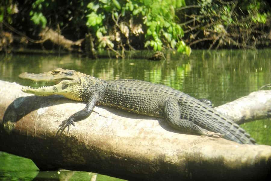 From Cusco: Manu National Park Tour & Accommodation 3 Days - Day 2 Extra Adventures: Rescue Center Time and the Chance for More Adrenaline