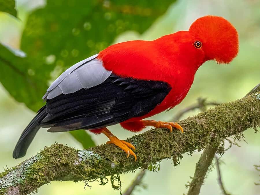 From Cusco: Manu National Park Tour & Accommodation 3 Days - Day 3 in the Garden and the Medicinal Plant Lesson You’ll Actually Remember
