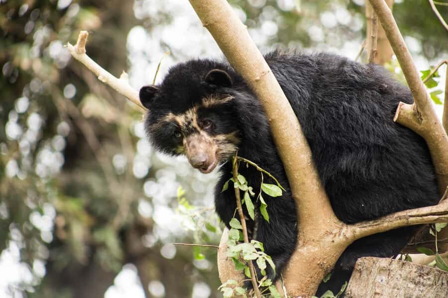 From Cusco: Manu National Park Tour & Accommodation 3 Days - Wildlife Viewing: How to Think Like a Guide (So You See More)