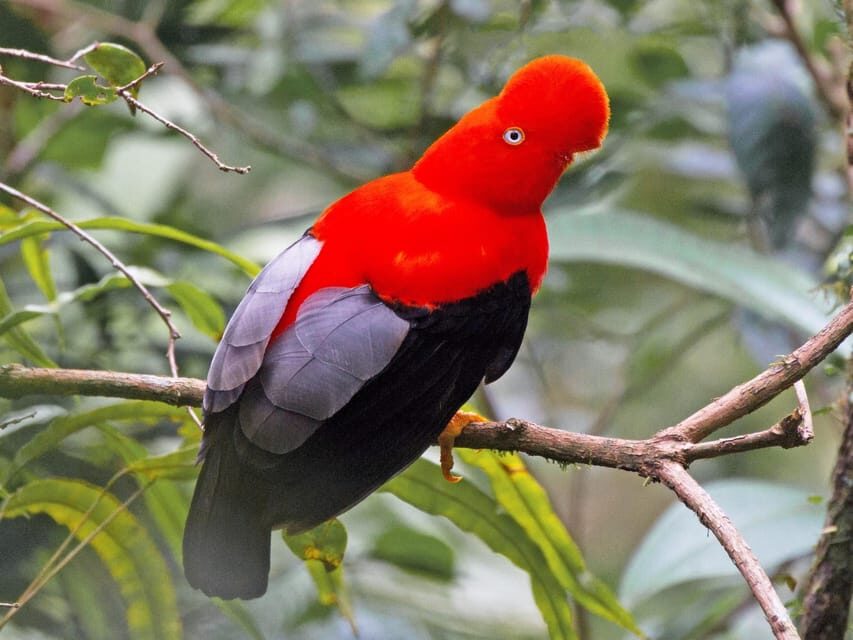 From Cusco: Manu National Park Tour & Accommodation 3 Days - Boats, Canoes, and Jungle Walks: The Pace and Physical Demand