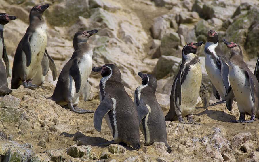 From Huacachina: Ballestas and Paracas Reserve - GROUP TOUR - Key highlights worth your attention