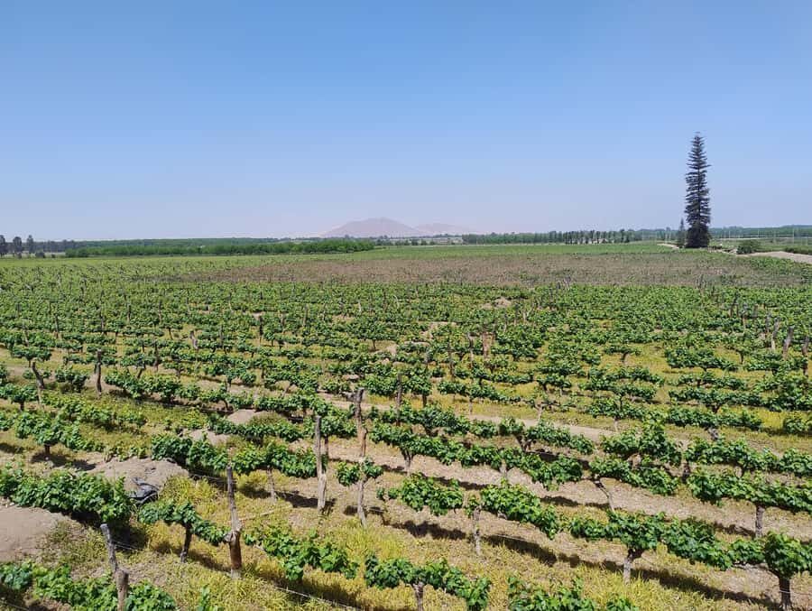 From Ica or Huacachina: Tour to Tacama Vineyard and Artisanal Winery. - Key highlights I’d circle on your map
