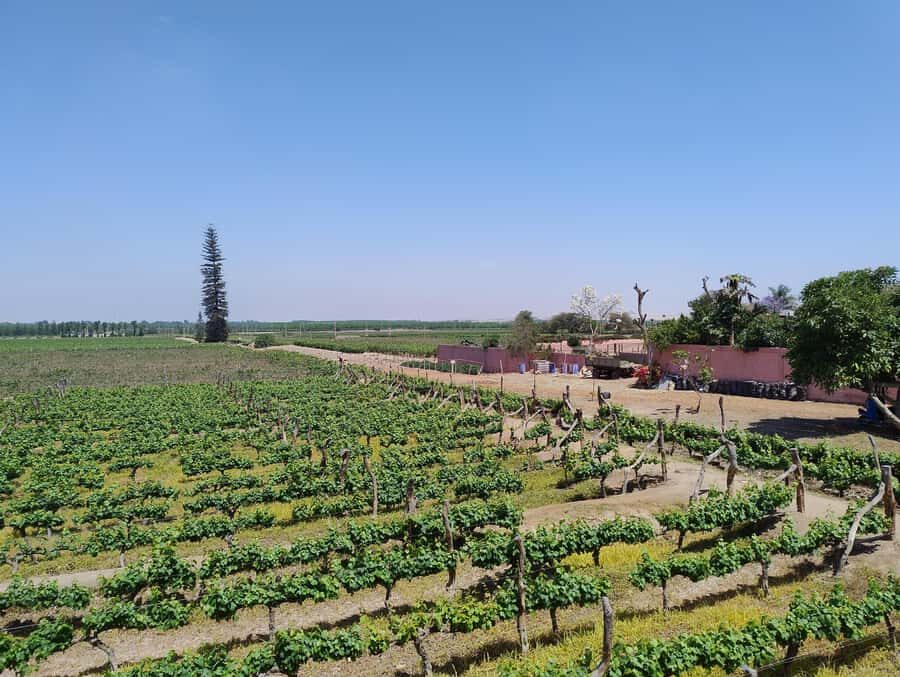 From Ica or Huacachina: Tour to Tacama Vineyard and Artisanal Winery. - Hacienda Tacama: the oldest winery stop (and why it matters)