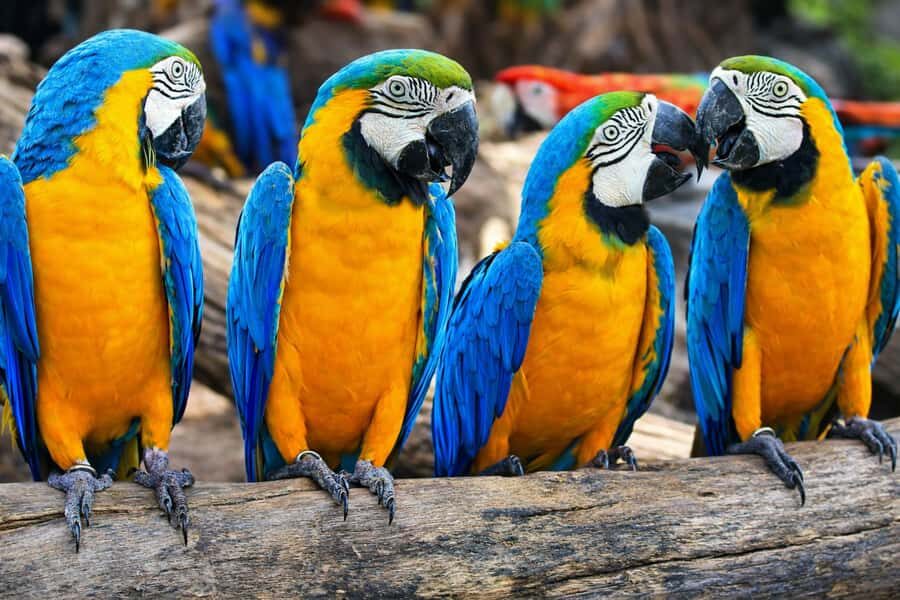 From Iquitos: 3-Day Amazon Jungle Adventure Trip - Getting from Iquitos to the Amazon on Day 1