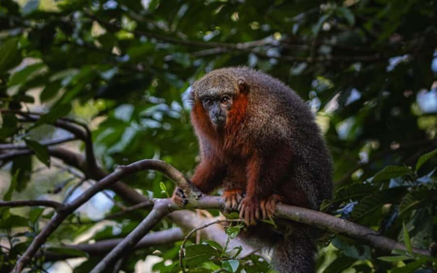 From Iquitos: Full day tour in the Peruvian jungle - Returning to Iquitos around 5:00 PM