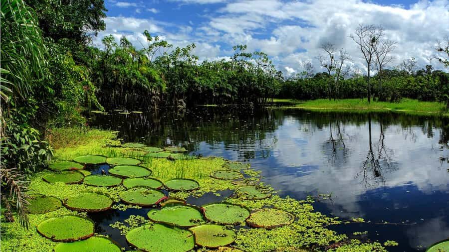 From Iquitos: Full day tour in the Peruvian jungle - Itaya and the Amazon: dolphins are possible, not guaranteed