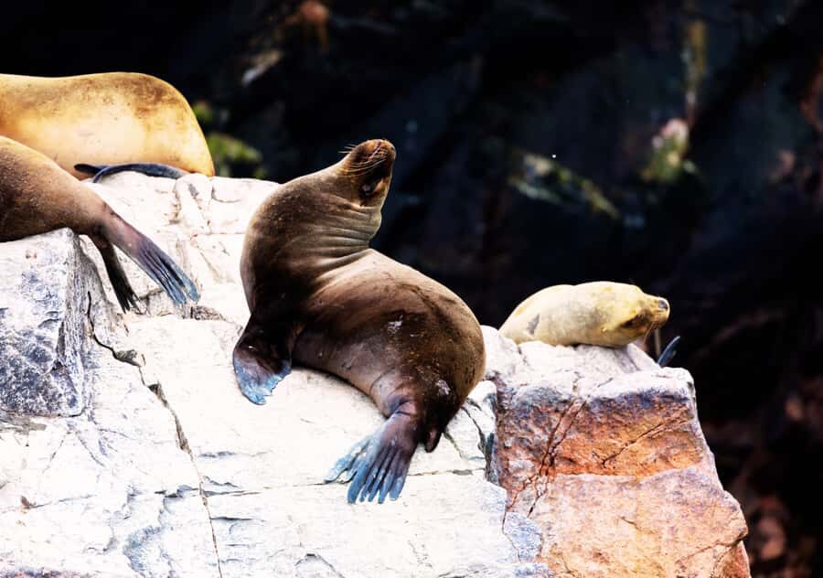 From Lima 2 days 1 night, Ballestas,Huacachina & Nazca lines - Price and value for $565: what you’re really paying for