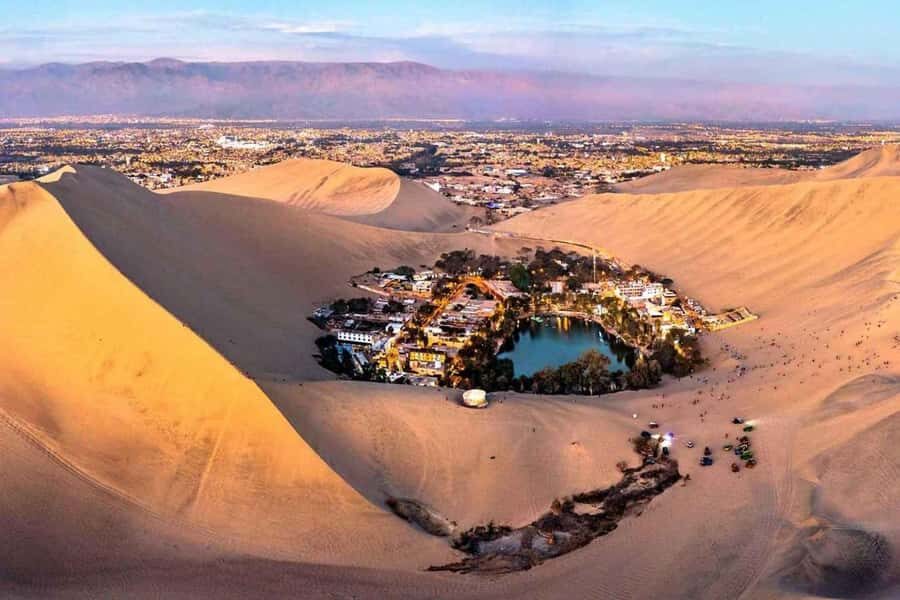 From Lima: Ballestas Islands, Huacachina and Wine Route Trip - Marine Wildlife You’ll See in the Paracas Waters