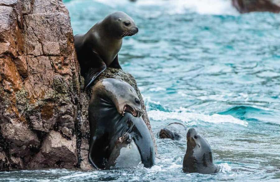 From Lima: Full Day Tour (Paracas + Huacachina) - Is this tour worth $74 per person?