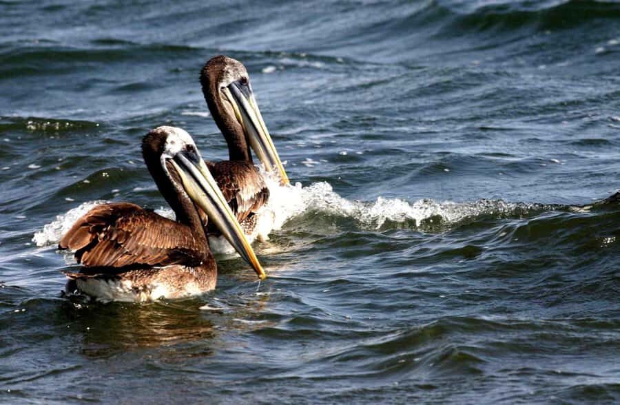 From Lima: Paracas and Huacachina Day Trip with Buggy Ride - From 5:30 AM to 11:45 PM: The Pace Is the Point