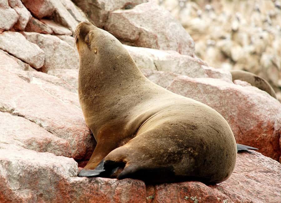 From Lima: Paracas and Huacachina Oasis Full Day Tour - Weather and sea conditions: the one thing you can’t control