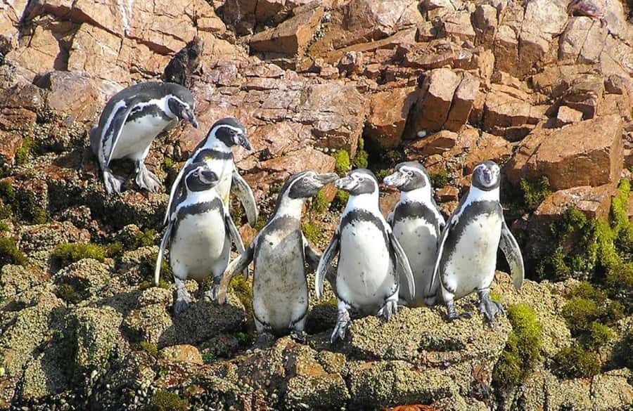 From Lima:Paracas Ballestas Islands and Ica Oasis 1 day Tour - Paracas photo stop: a quick stretch, a short shopping burst