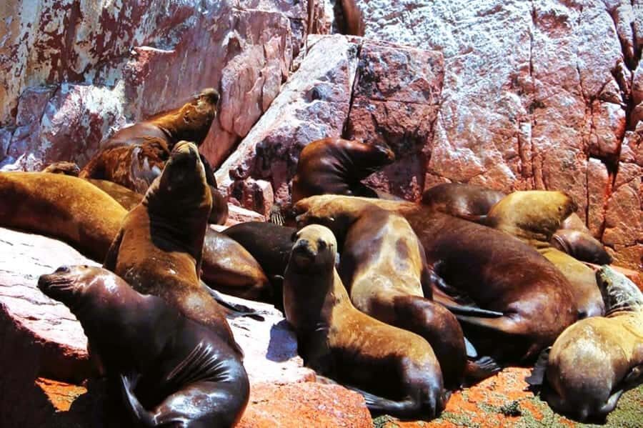 From Lima:Paracas Ballestas Islands and Ica Oasis 1 day Tour - Ballestas Islands by boat: El Candelabro, penguins, and marine life rules