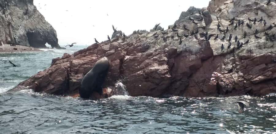 From Paracas: Ballestas Island Cruise & Paracas Reserve Tour - Key highlights that make this tour worth your time