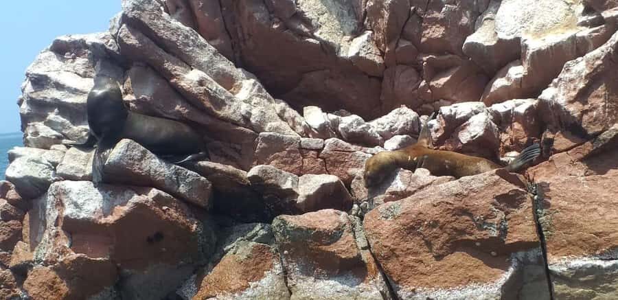 From Paracas: Ballestas Island Cruise & Paracas Reserve Tour - A quick reality check on guide style and communication