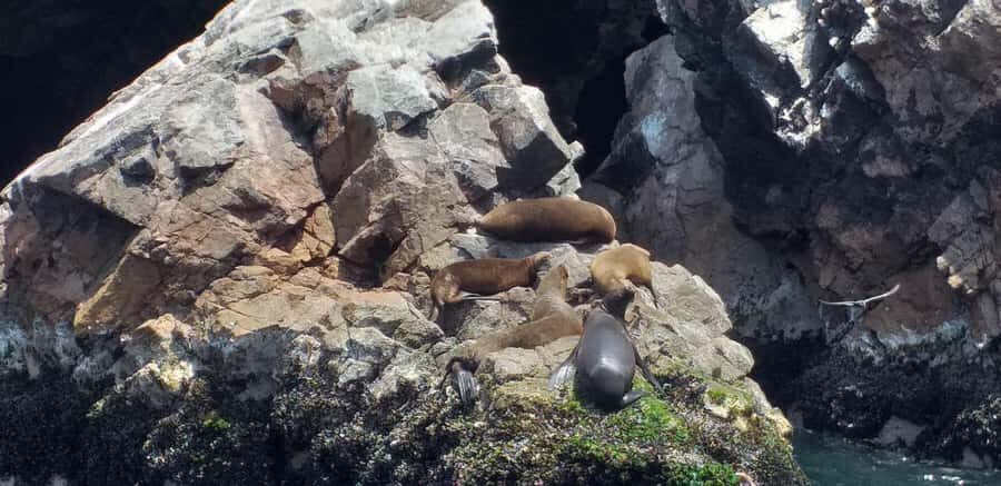 From Paracas: Ballestas Island Cruise & Paracas Reserve Tour - Paracas National Reserve: Cathedral rock and desert cliffs