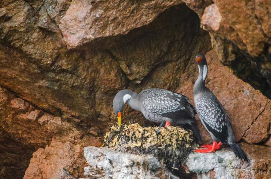 From Paracas: Ballestas Island Cruise & Paracas Reserve Tour - Price and value: $55 is about the package, not just the boat