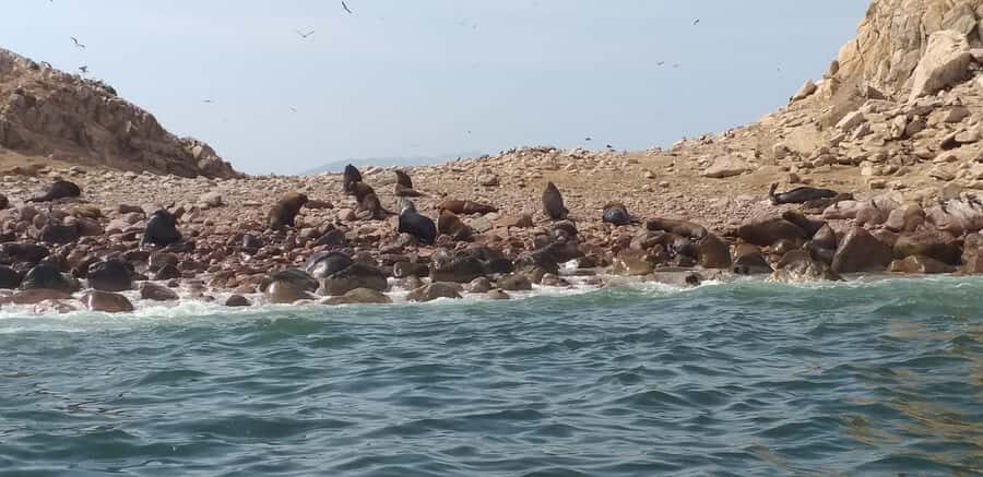 From Paracas: Ballestas Island Cruise & Paracas Reserve Tour - Ballestas Islands by speedboat: wildlife you can actually see