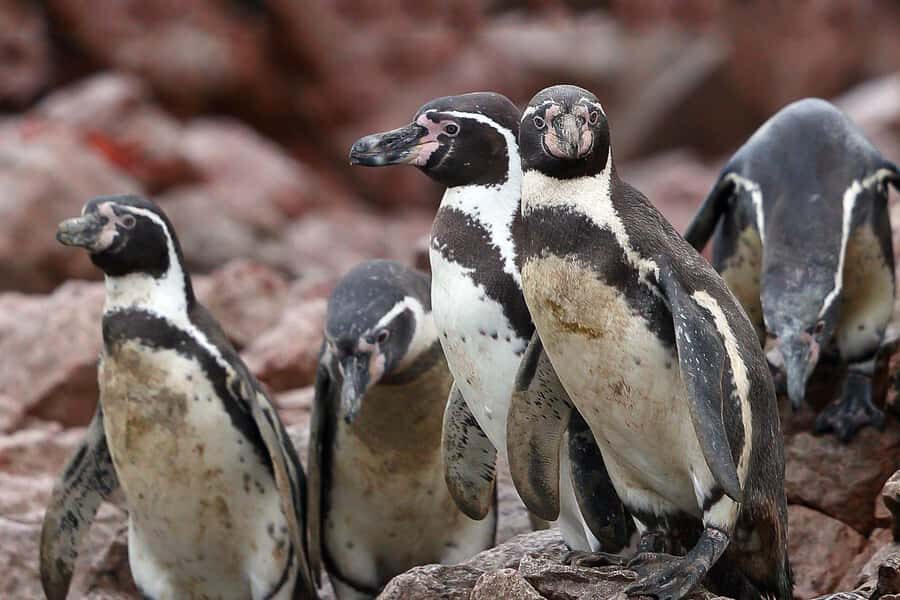 From Paracas: Ballestas Islands & Paracas National Reserve - The Guide Makes the Day: How Bilingual Storytelling Changes the Experience