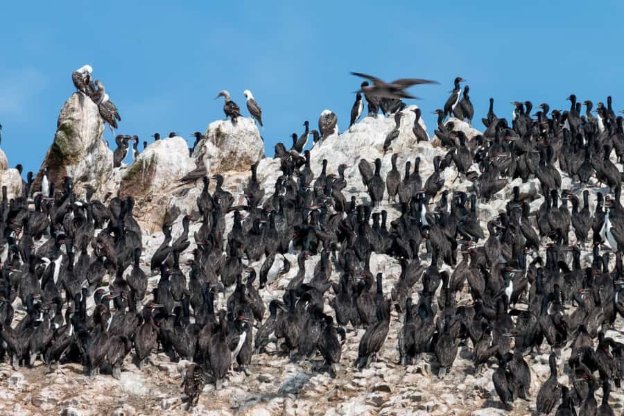 From Paracas: Ballestas Islands tour all Inclusive - The speedboat segments: what the timing looks like