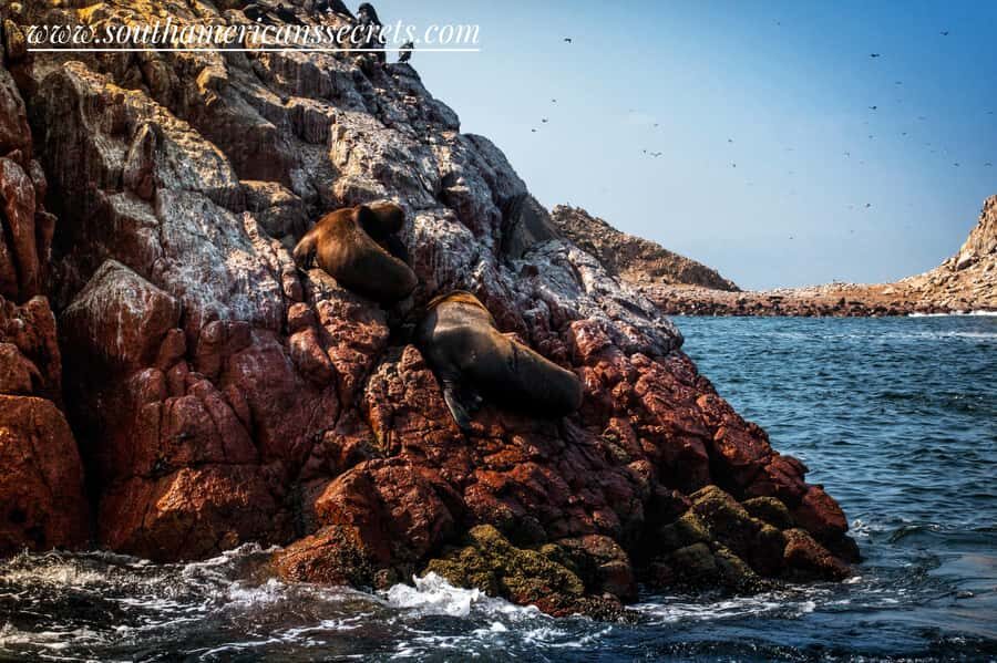 From Paracas: Ballestas Islands tour all Inclusive - Ballestas Islands wildlife cruise: penguins, sea lions, and birds