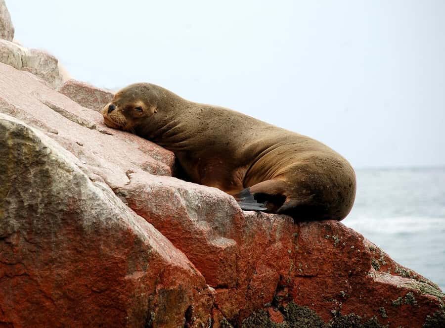From Paracas: Ballestas Islands tour all Inclusive - Getting picked up fast: Marina Turística and your luggage plan