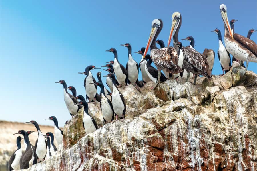 From Paracas: Guided boat tour of the Ballestas Islands - Wildlife on the Ballestas Islands: sea lions, seabirds, and penguins