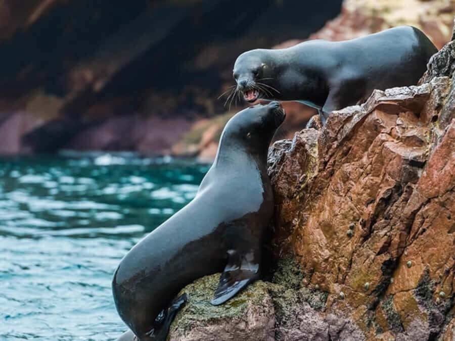 From Paracas: Guided boat tour of the Ballestas Islands - Who this Ballestas Islands cruise is best for