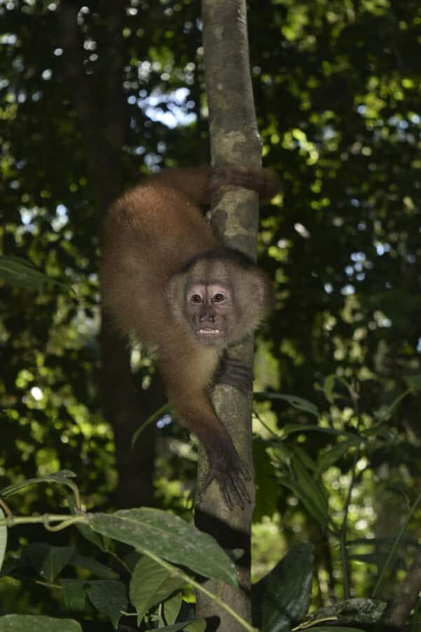 From Puerto Maldonado: 4-Day Excursion /wildlifesearch - The guide factor: why Charly and local knowledge matter