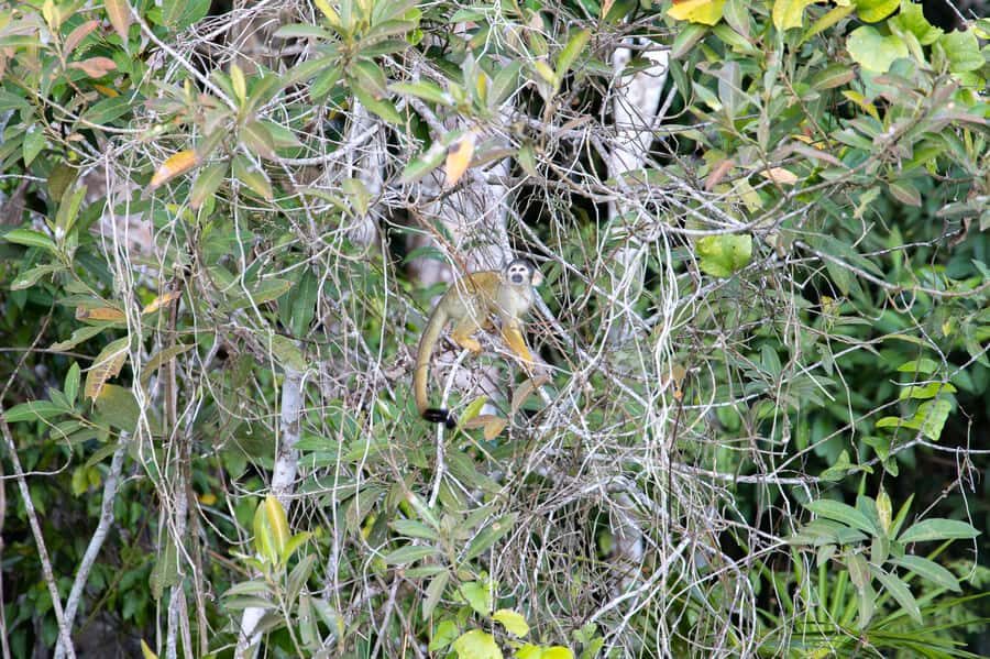 From Puerto Maldonado: 4-Day Excursion /wildlifesearch - Lake Sandoval in the afternoon: monkeys, birds, black caimans, giant otters