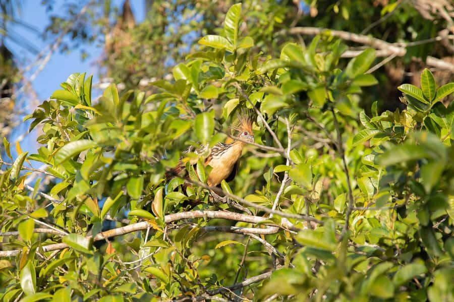 From Puerto Maldonado: 4-Day Excursion /wildlifesearch - Price and value: what $425 buys you (and what it doesn’t)