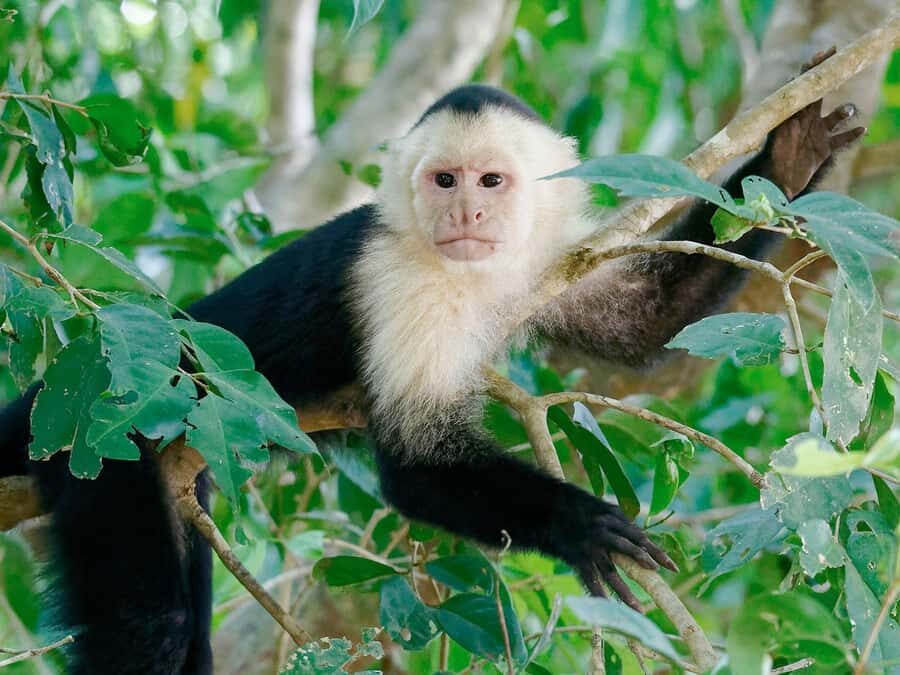 From Puerto Maldonado | Jungle hike + Sandoval Lake | - Key highlights you’ll care about
