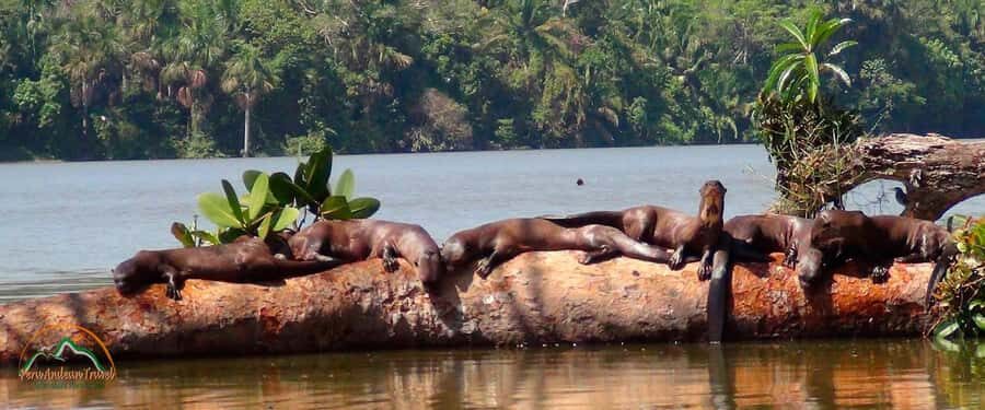 From Puerto Maldonado | Jungle hike + Sandoval Lake | - Why Lake Sandoval Day Trips Feel Like Real Amazon Time