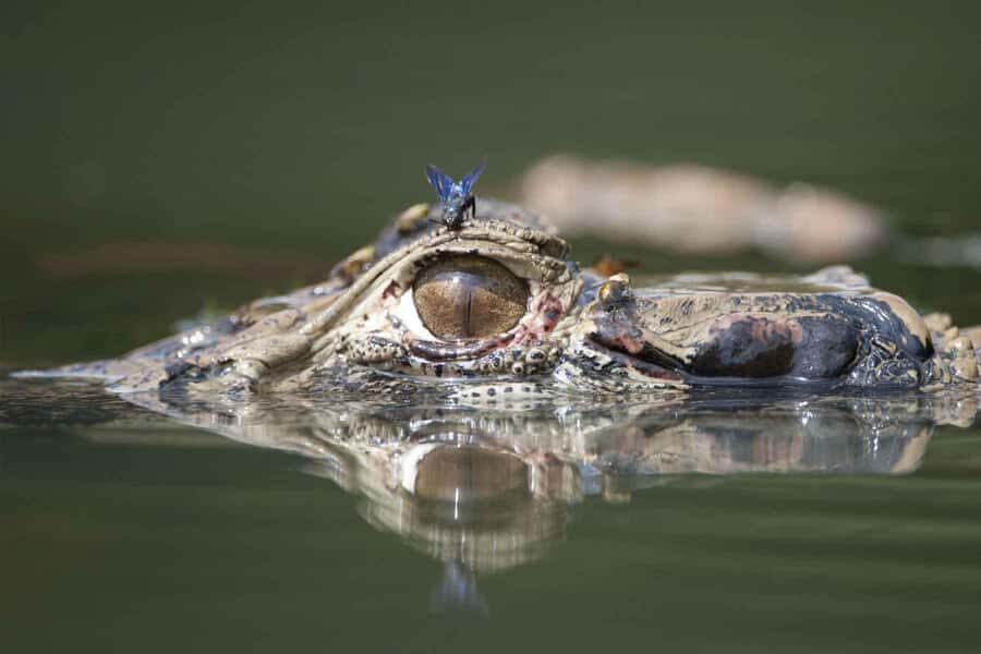 From Puerto Maldonado | Jungle hike + Sandoval Lake | - Price and value: is $75 fair for a full day?