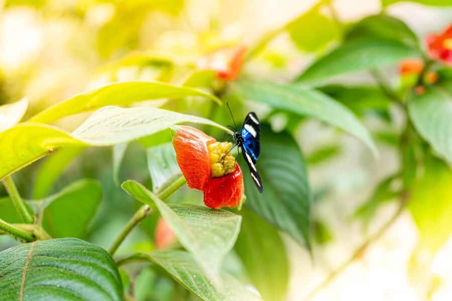 From Puerto Maldonado - Tambopata 4D/3N - Why Tambopata feels different from a typical jungle tour