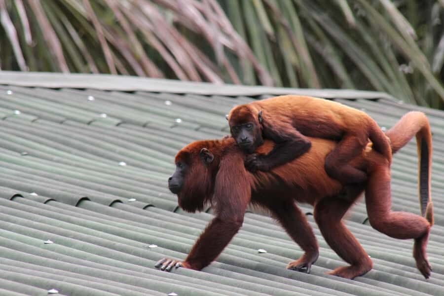 From Puerto Maldonado - Tambopata 4D/3N - Day 1: arriving, registering, and starting with an easy rainforest introduction