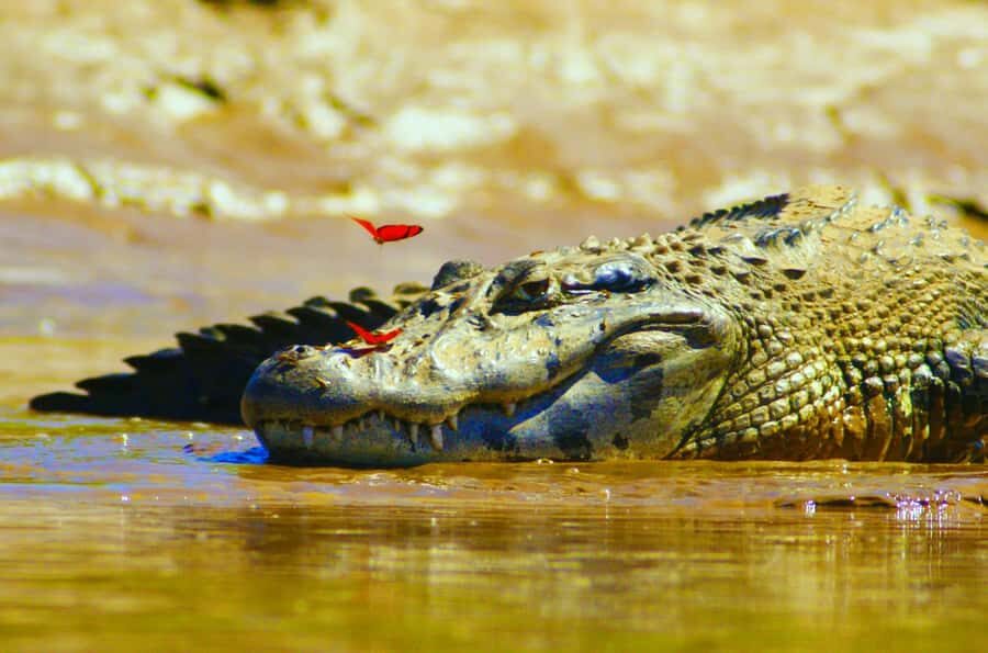 From Puerto Maldonado - Tambopata 4D/3N - Day 2: Collpa Chuncho clay lick, capybaras, and night caiman hunting