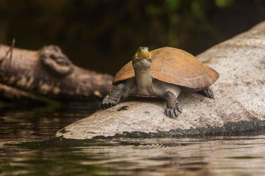 From Puerto Maldonado: Tambopata National Reserve 2-Day Tour - Caiman Area and Night Walks: What You Do After You Settle In