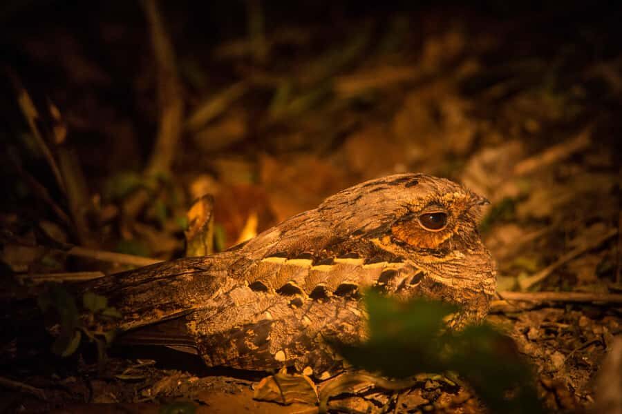 From Puerto Maldonado: Tambopata National Reserve 2-Day Tour - Meals, Solar Power, and Lodge Comfort in the Amazon