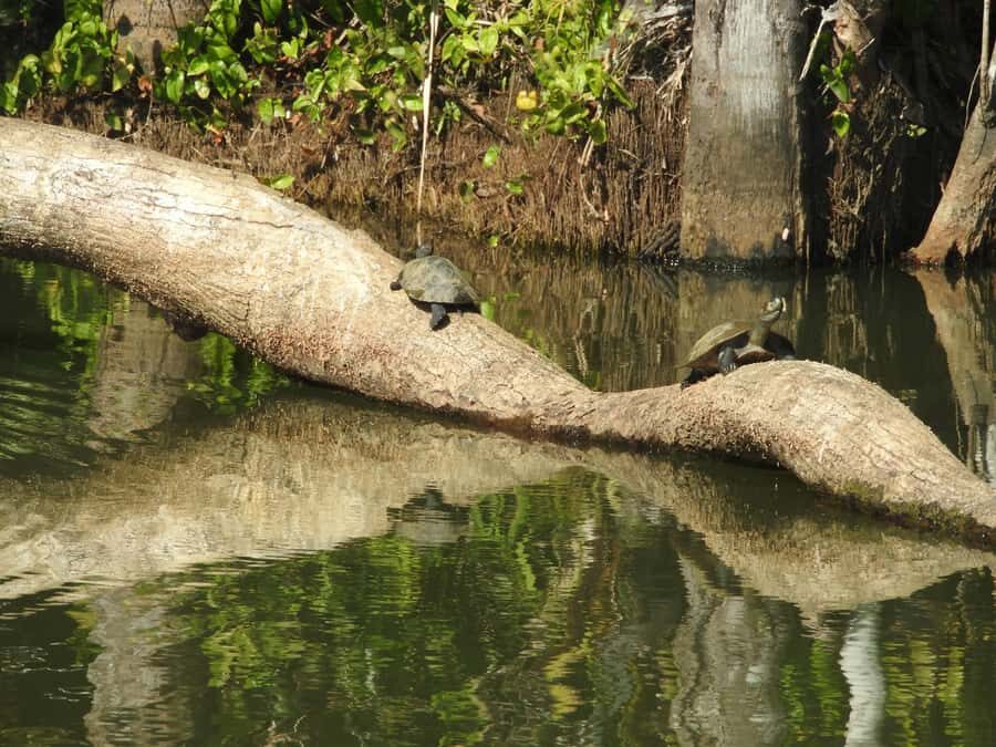 From Puerto Maldonado: Tambopata National Reserve 3-Day Tour - Day 3: canopy lookouts, suspension-bridge jungle walking, and the return