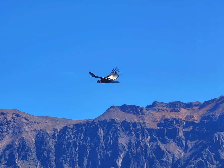 From Puno: 2-Day Tour to Colca Canyon ending in Arequipa - How the Puno to Arequipa route really plays out in 2 days