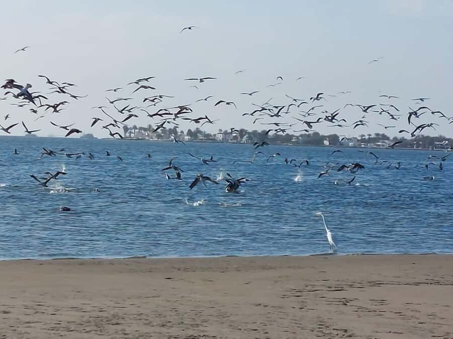 From San Martin Port: Ballestas Island & Paracas Reserve - Red Beach and Lagunillas: Two Shore Stops With Very Different Feel