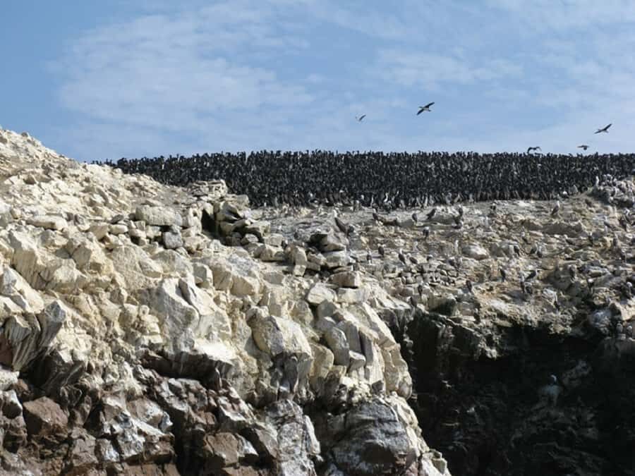 From San Martin Port: Ballestas Islands Tour in Paracas - San Martín Port to El Chaco Dock: quick logistics, big payoff