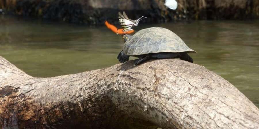 From Tambopata: Amazon Jungle Hike and Lake Sandoval 1-Day - Key highlights you’ll care about