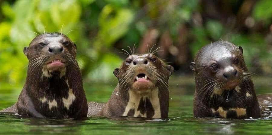 From Tambopata: Amazon Jungle Hike and Lake Sandoval 1-Day - From pickup to the reserve: the rhythm of the day