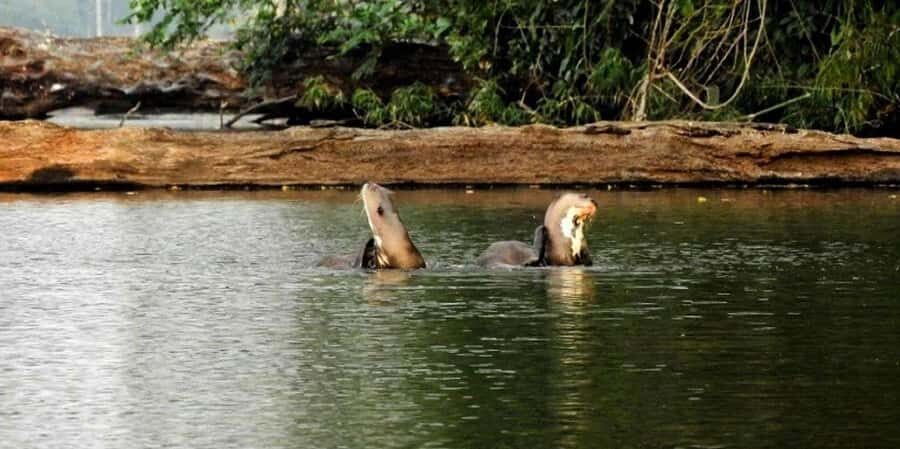 From Tambopata: Amazon Jungle Hike and Lake Sandoval 1-Day - Timing, heat, and what to pack (so the day feels good)