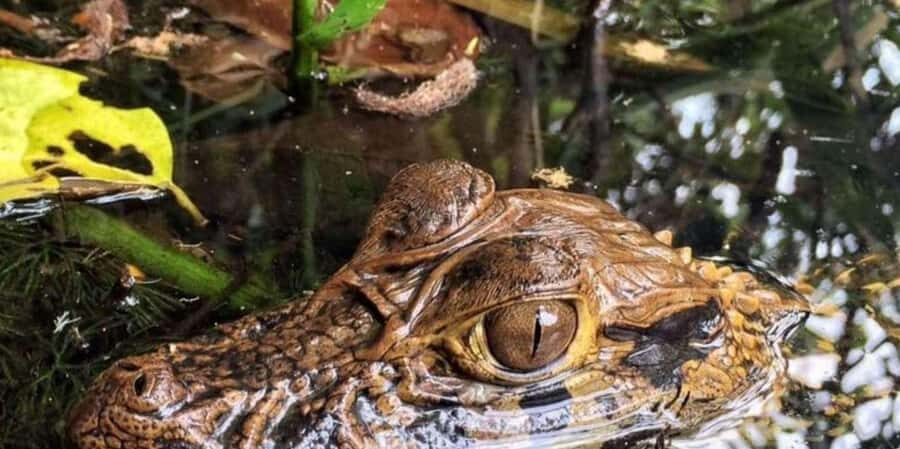 From Tambopata: Amazon Jungle Hike and Lake Sandoval 1-Day - FAQ