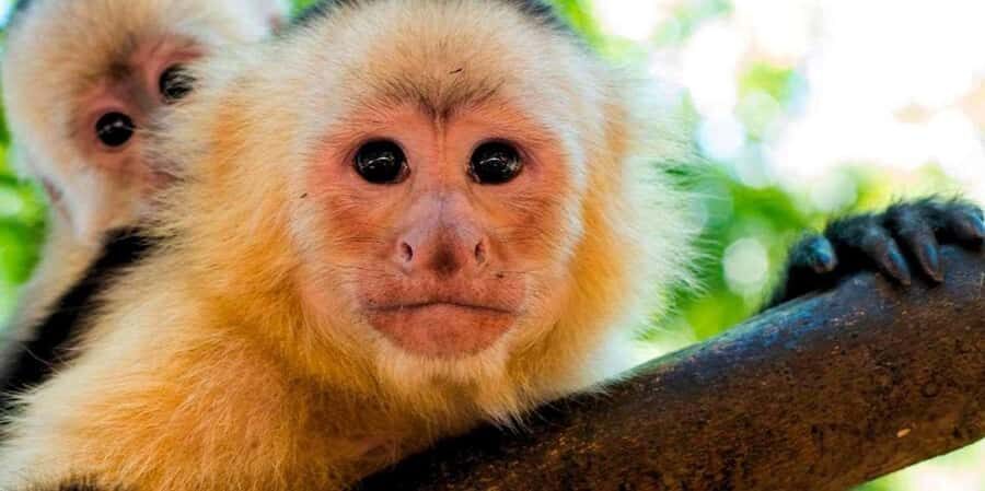 From Tambopata: Amazon Jungle Hike and Lake Sandoval 1-Day - The 3 km jungle walk: more than just trees