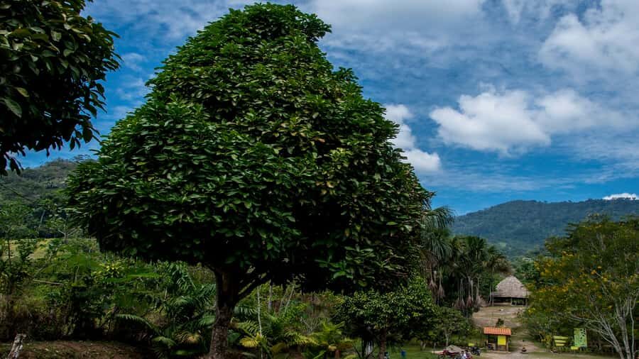 From Tarapoto: Alto Mayo Valley Full Day Tour - Chacra Vieja: local flavors, handicrafts, and a reality check